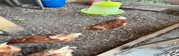 Hens poultry for sale: 5 Laying Hens For Sale. - Advert 1