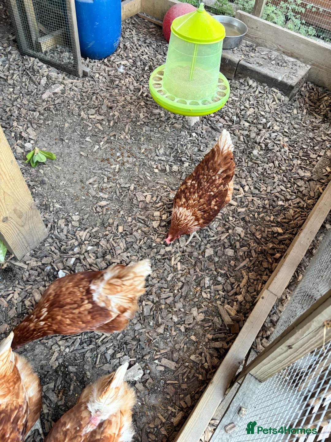 Hens poultry for sale: 5 Laying Hens For Sale. - Advert 1