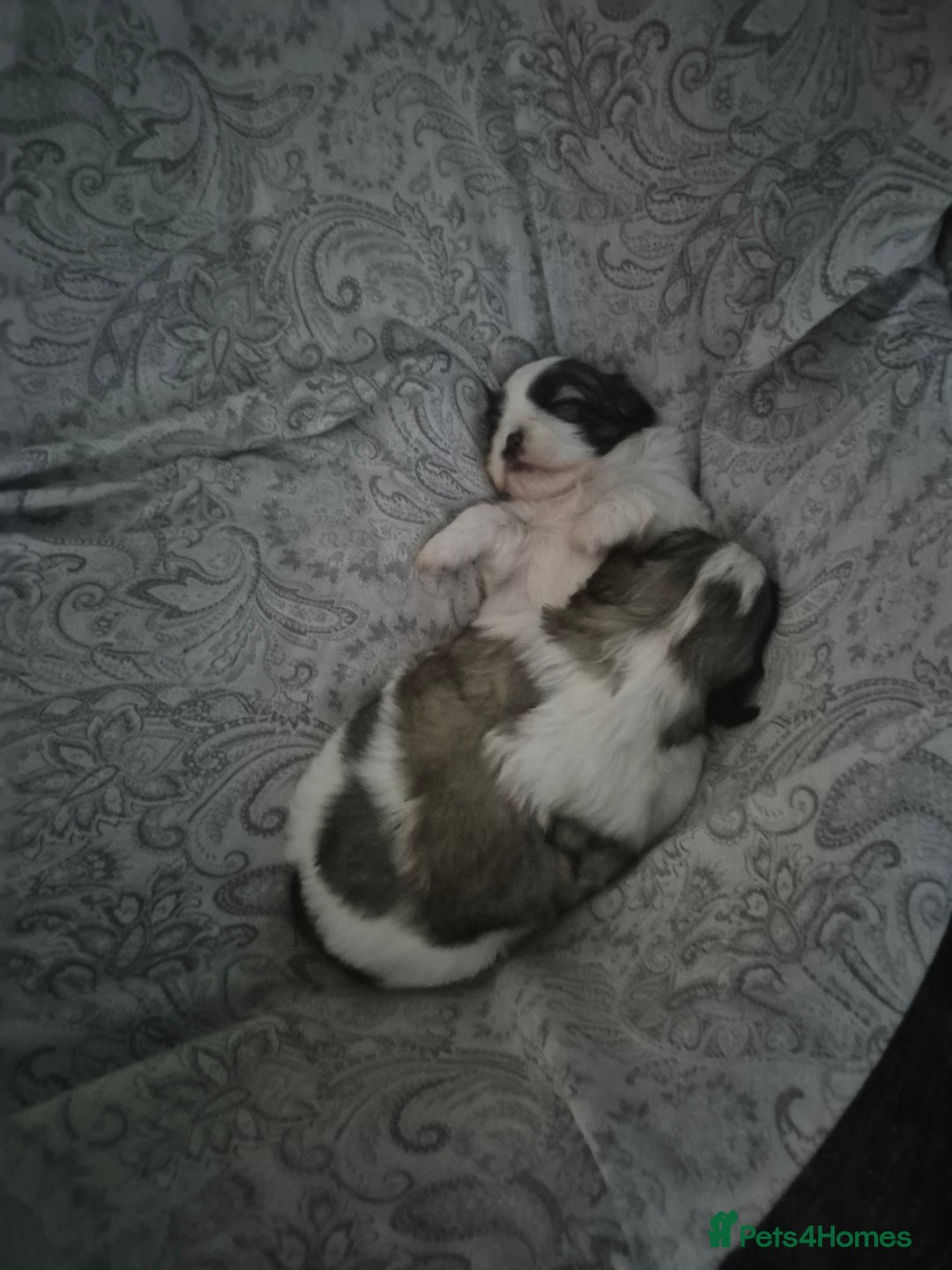 Shih Tzu dogs for sale: Shih tzu - Advert 11