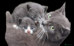 British Shorthair cats for sale: Stunning blue kittens  - Image 13