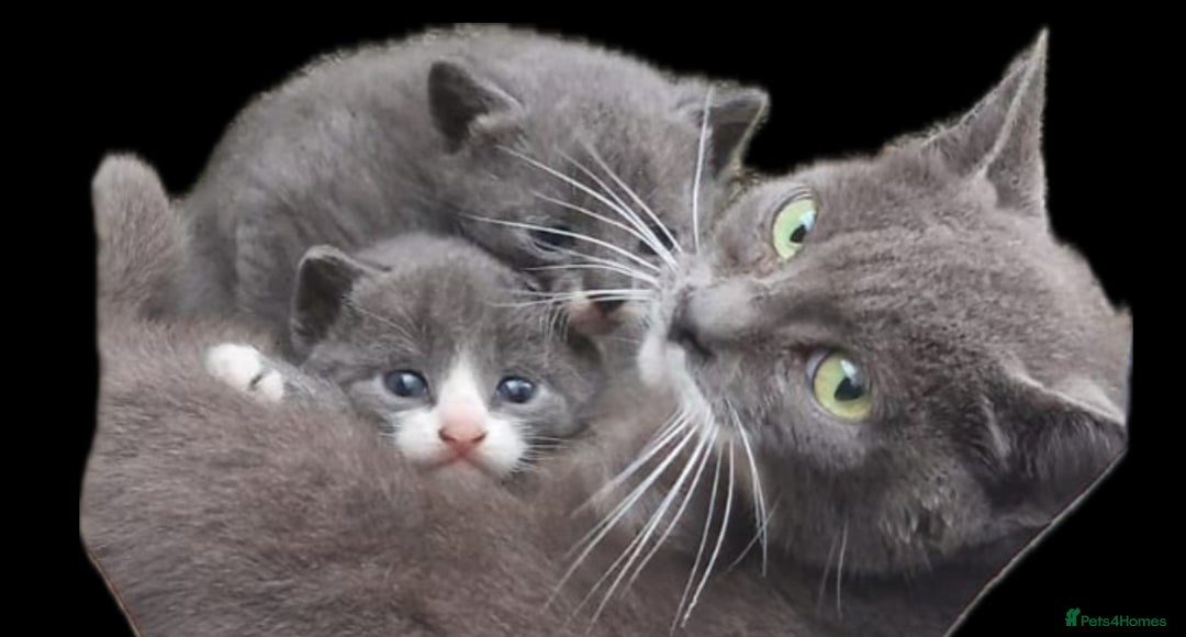 British Shorthair cats for sale: Stunning blue kittens  - Image 13