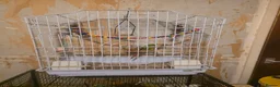 Conures birds for sale: Pineapple conure  in Hull - Advert 6