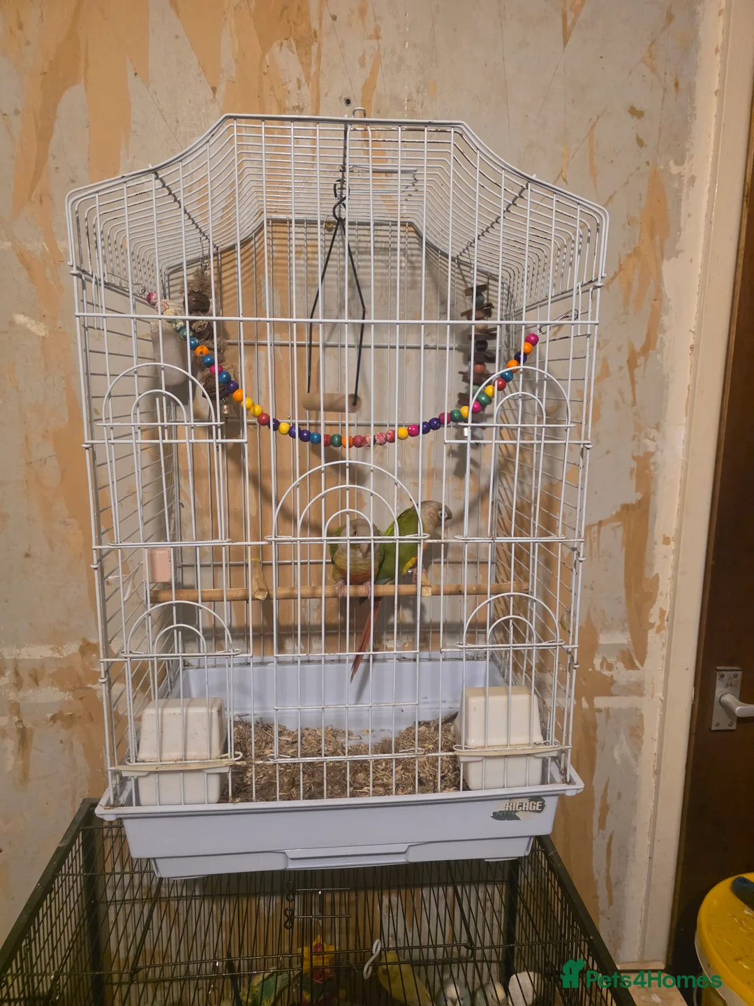 Conures birds for sale: Pineapple conure  in Hull - Advert 6