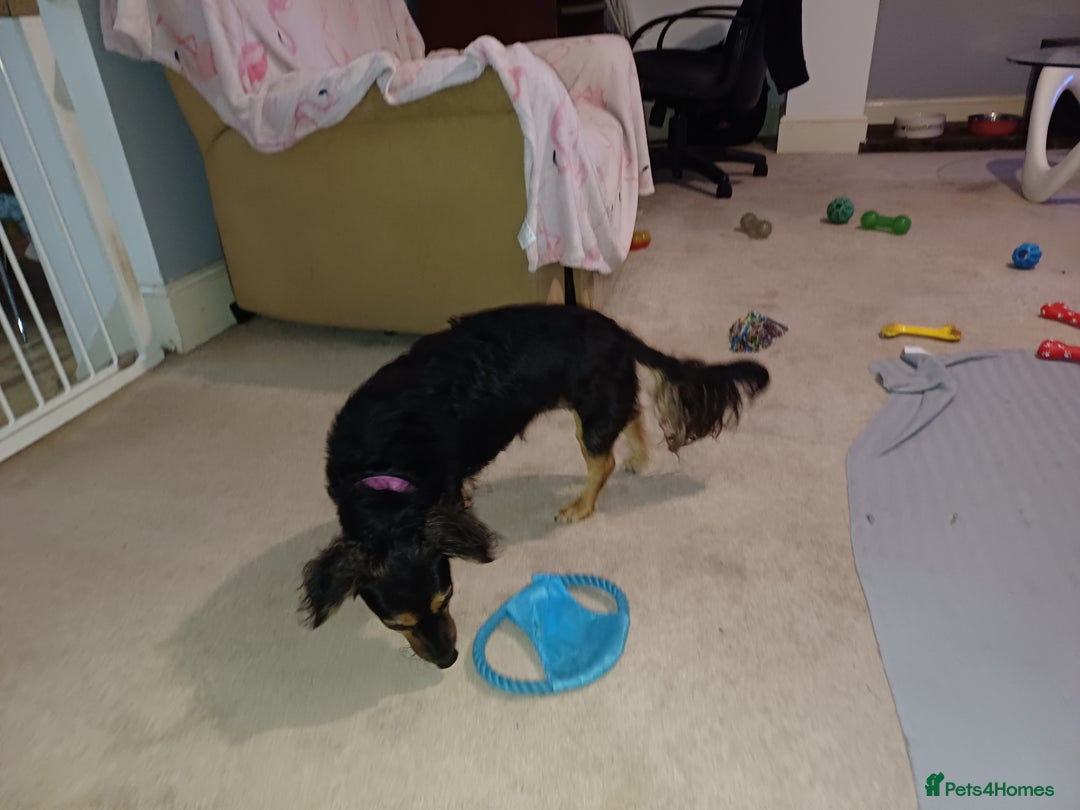Mixed Breed dogs for adoption: Meet Sweet KATIA !  She needs a new Loving HOME... - Image 8
