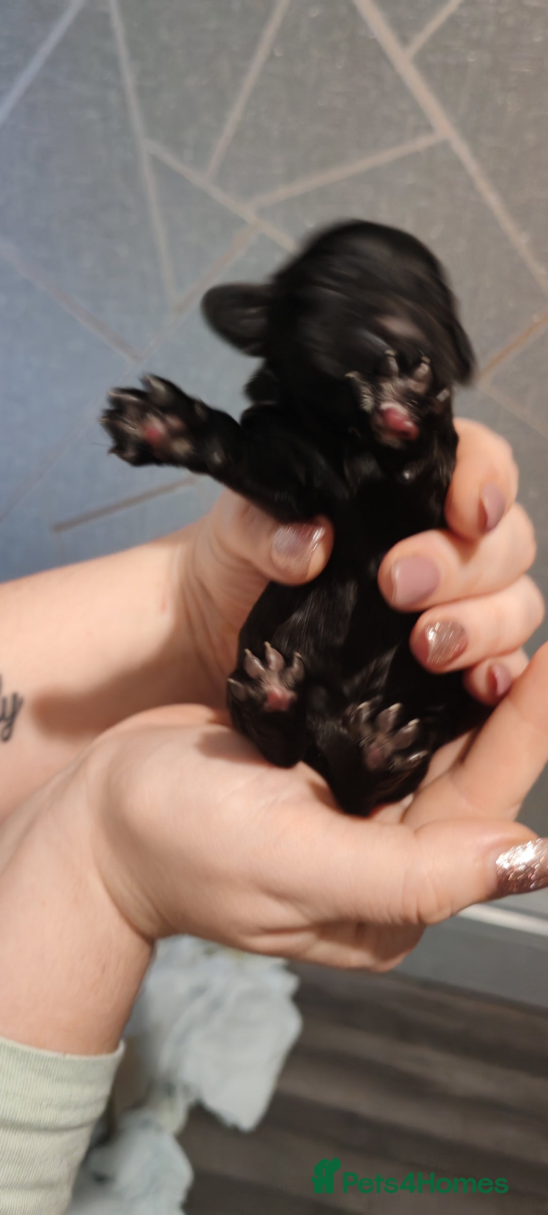 Sprocker dogs for sale: Beautiful sprocker puppies - Image 6