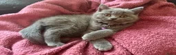 British Shorthair cats for sale: GCCF British Shorthair kittens - Blue and lilac! - Advert 1