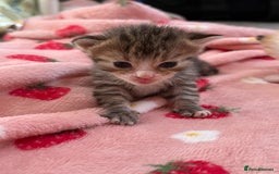 Mixed Breed cats for sale: Female kittens  - Image 3