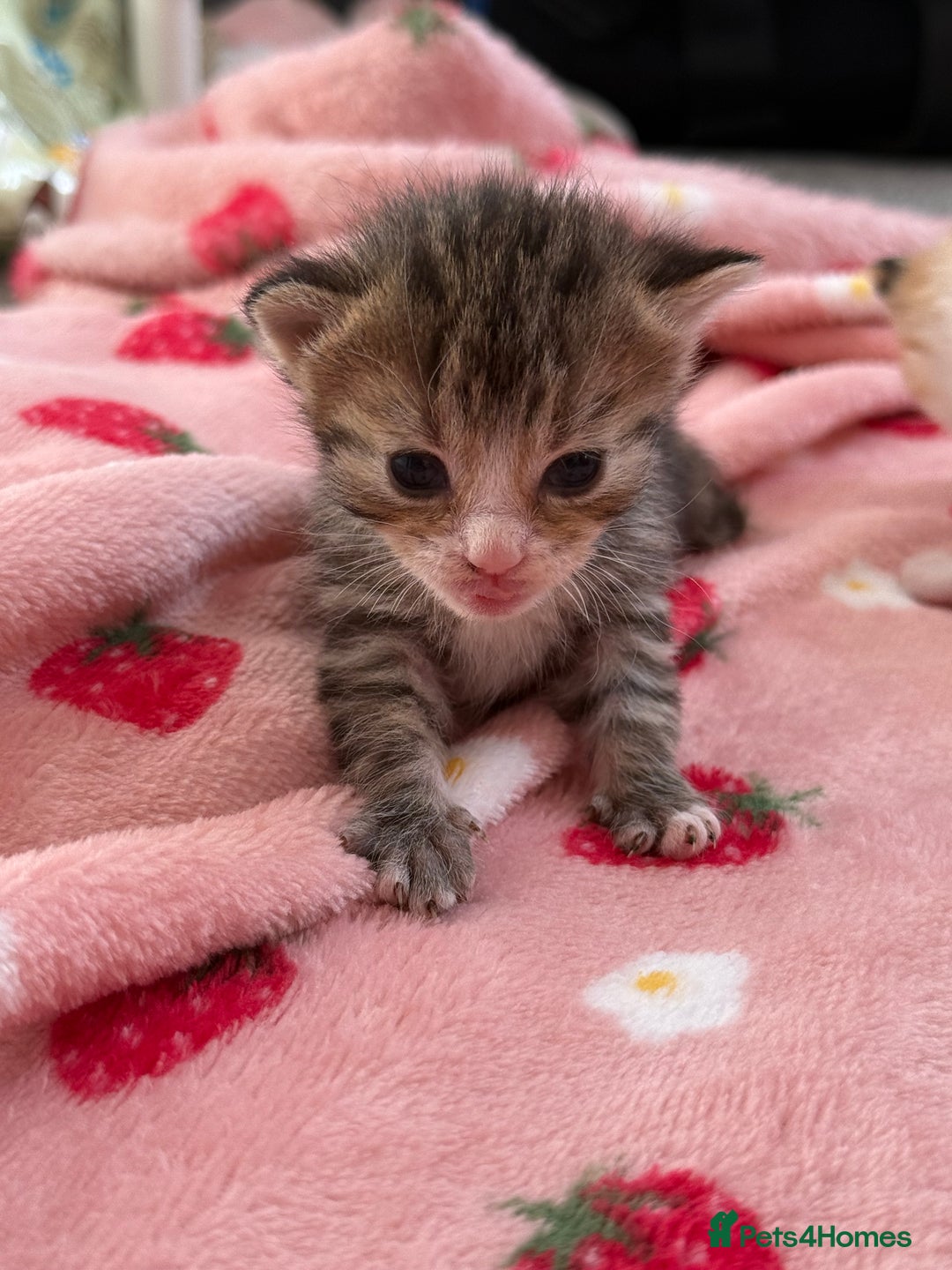 Mixed Breed cats for sale: Female kittens  - Image 3