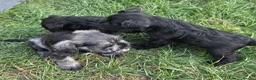 Miniature Schnauzer dogs for sale: Beautiful Miniature Schnauzers - Advert 8