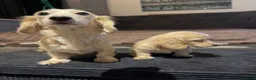 Miniature Dachshund dogs for sale: Beautiful Mini Cream Longhaired Dachshund🍦 in Feltham - Advert 5