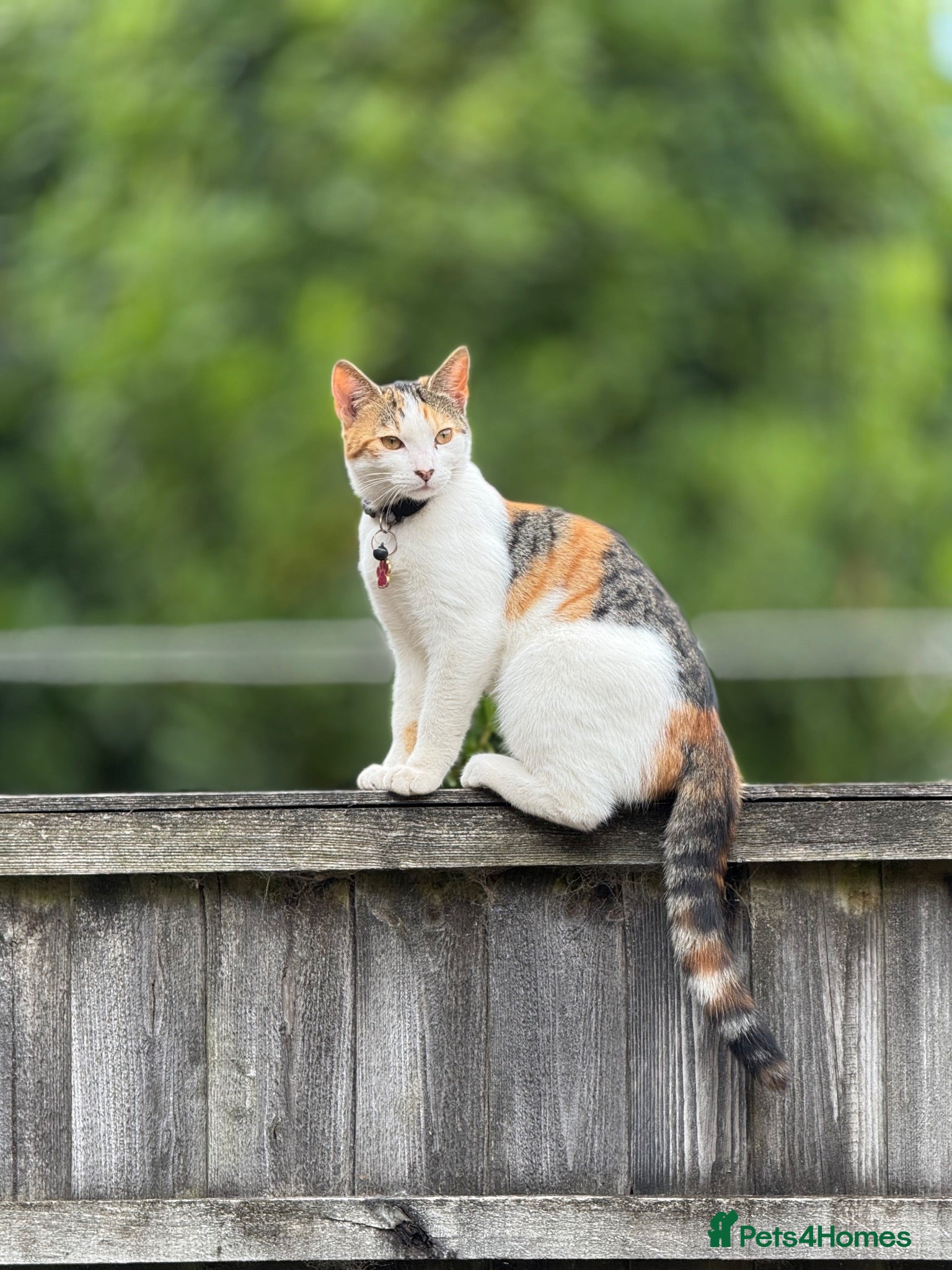 Mixed Breed cats 6 beautiful fluffy Bengal x Domestic kittens - Advert 1
