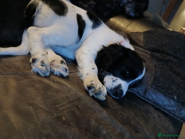 English Springer Spaniel dogs 1 beautiful English springer spaniel puppy - Advert 2