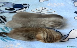 British Shorthair cats for sale: Scottish Straight/British Shorthair - Image 2