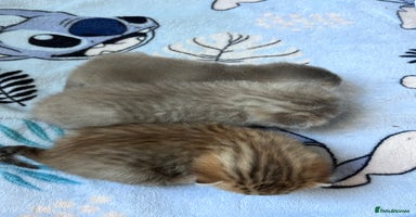 British Shorthair cats - Advert 14