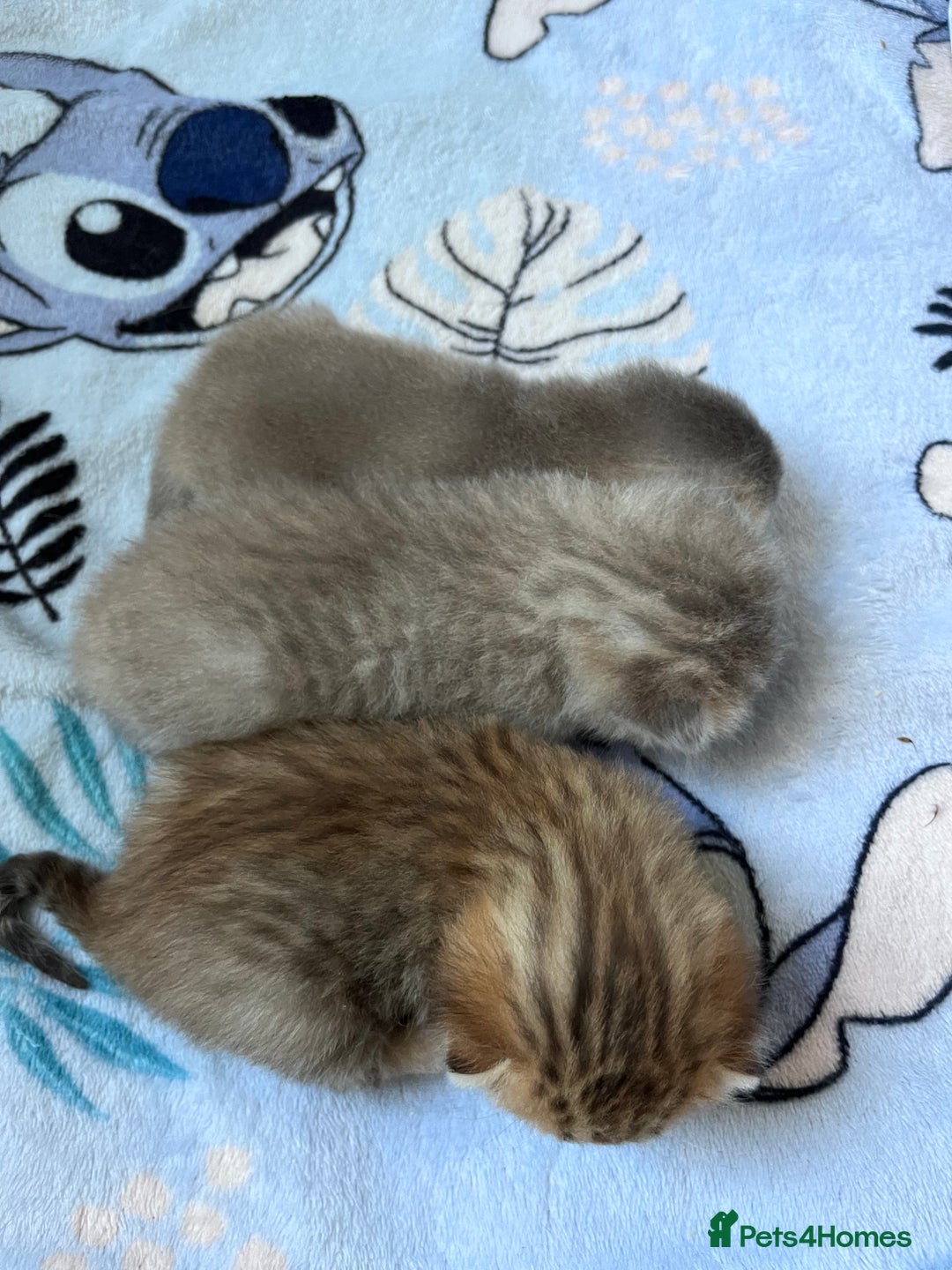British Shorthair cats for sale: Scottish Straight/British Shorthair - Image 2