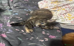 Mixed Breed cats for sale: Gorgeous fluffy kittens ready now - Image 7