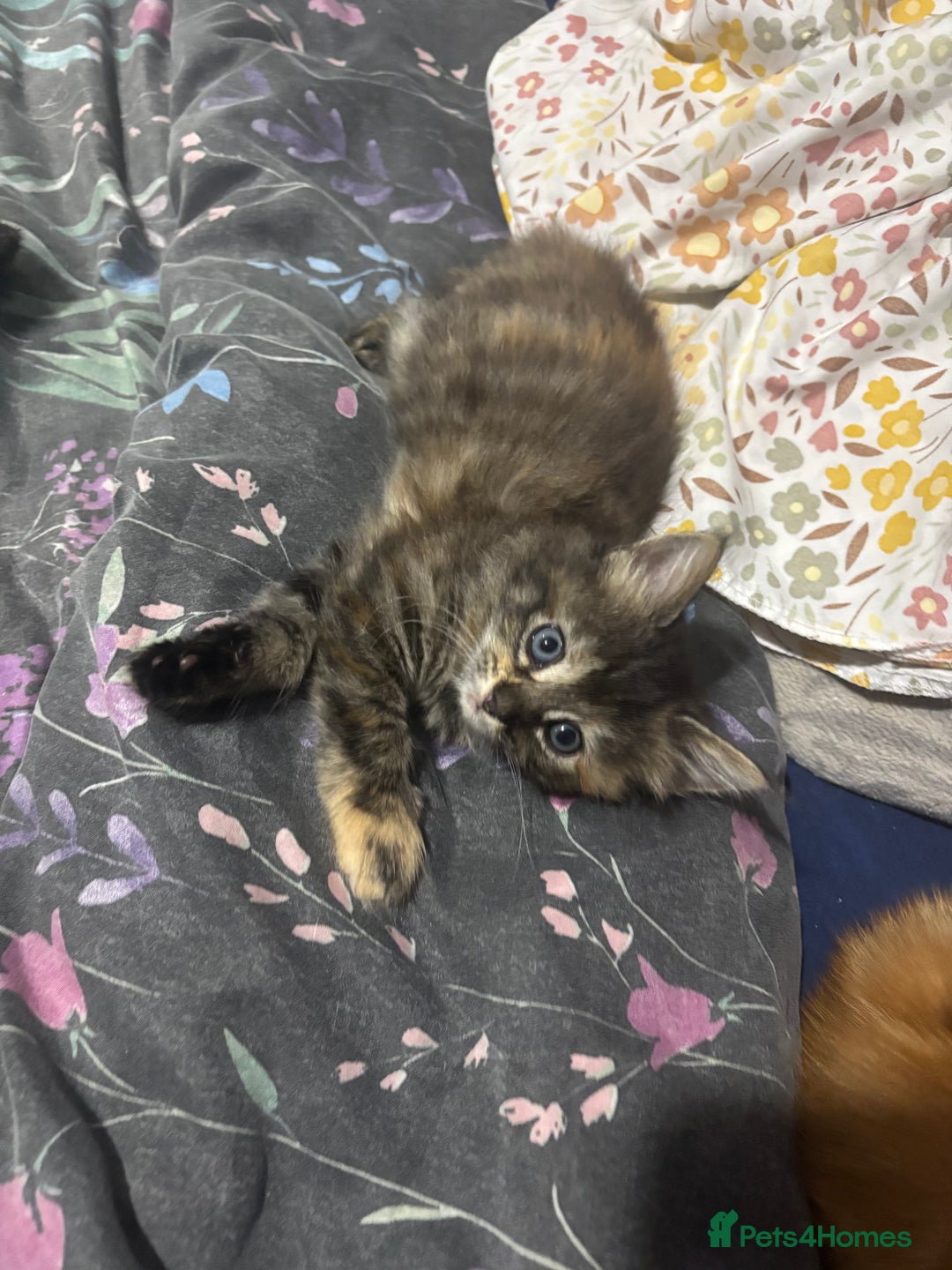 Mixed Breed cats for sale: Gorgeous fluffy kittens ready now - Image 7