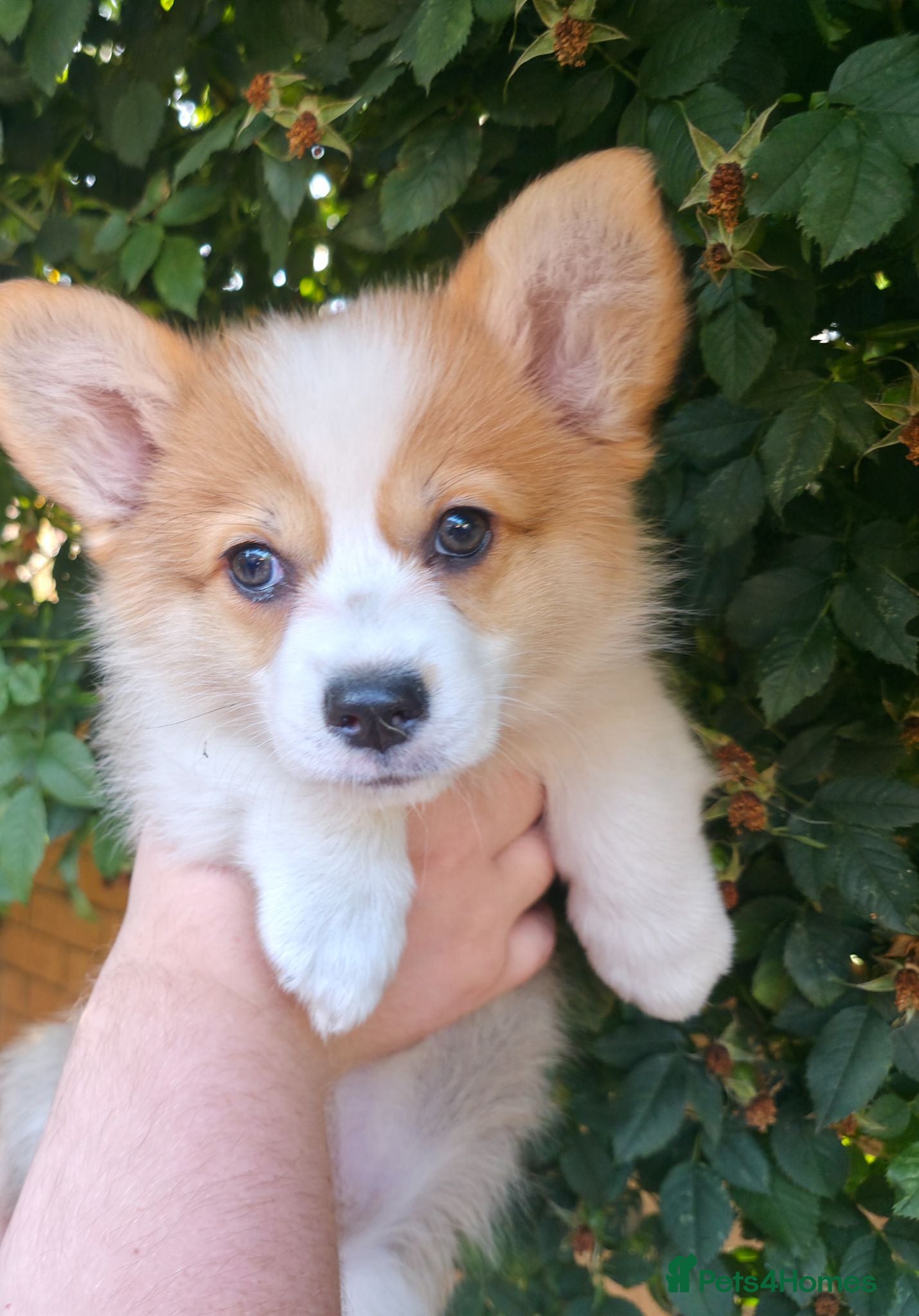 Welsh Corgi Pembroke dogs Corgi Puppies for Loving Homes – 1 Male, 1 Female - Advert 1