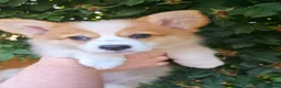 Welsh Corgi Pembroke dogs for sale: Corgi Puppies for Loving Homes – 1 Male, 1 Females - Advert 15