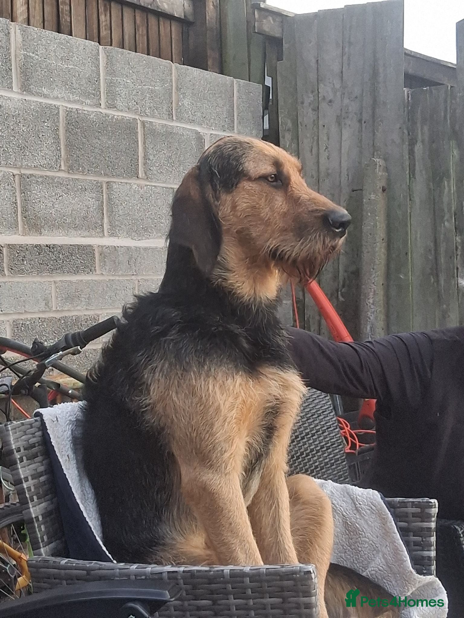 Mixed Breed dogs ANGUS STUD AVAILABLE Otterhound × Foxhound  46kg - Advert 2