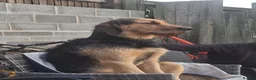 Mixed Breed dogs for stud: ANGUS STUD AVAILABLE Otterhound × Foxhound  46kg - Advert 2