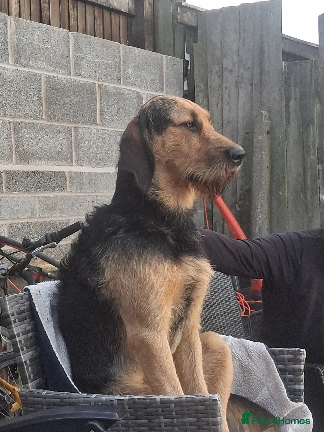 Mixed Breed dogs for stud: ANGUS STUD AVAILABLE Otterhound × Foxhound  46kg - Advert 2