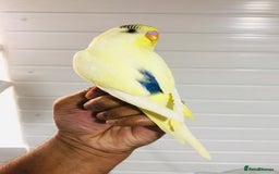 Budgerigars birds for sale: Beautiful baby budgies for sale. - Image 15
