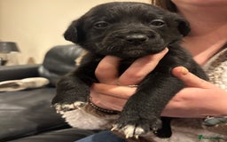 Mixed Breed dogs for sale: Lab/cockapoo cross - Image 10