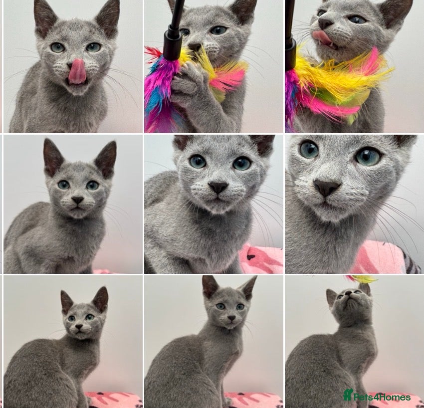 Russian Blue cats Cuddly pedigree russian blue  - Advert 13
