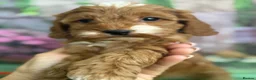 Cockapoo dogs for sale: Exceptional F1 Cockapoo puppies  - Advert 2
