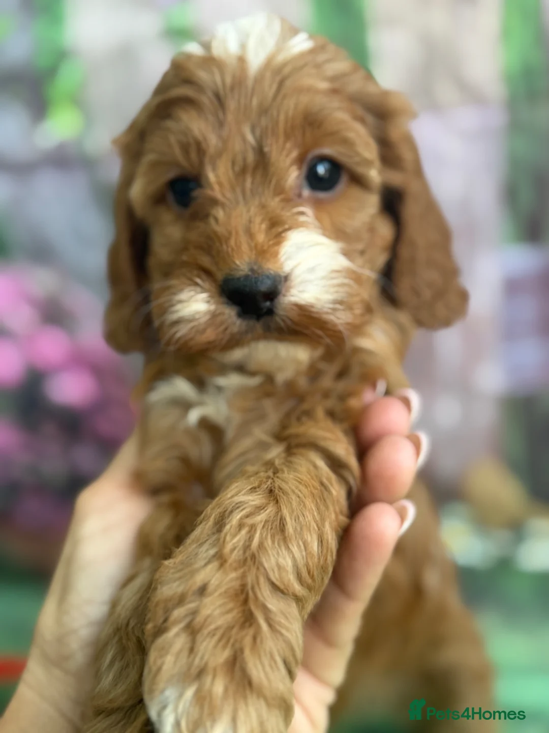 Cockapoo dogs for sale: Exceptional F1 Cockapoo puppies  - Advert 2
