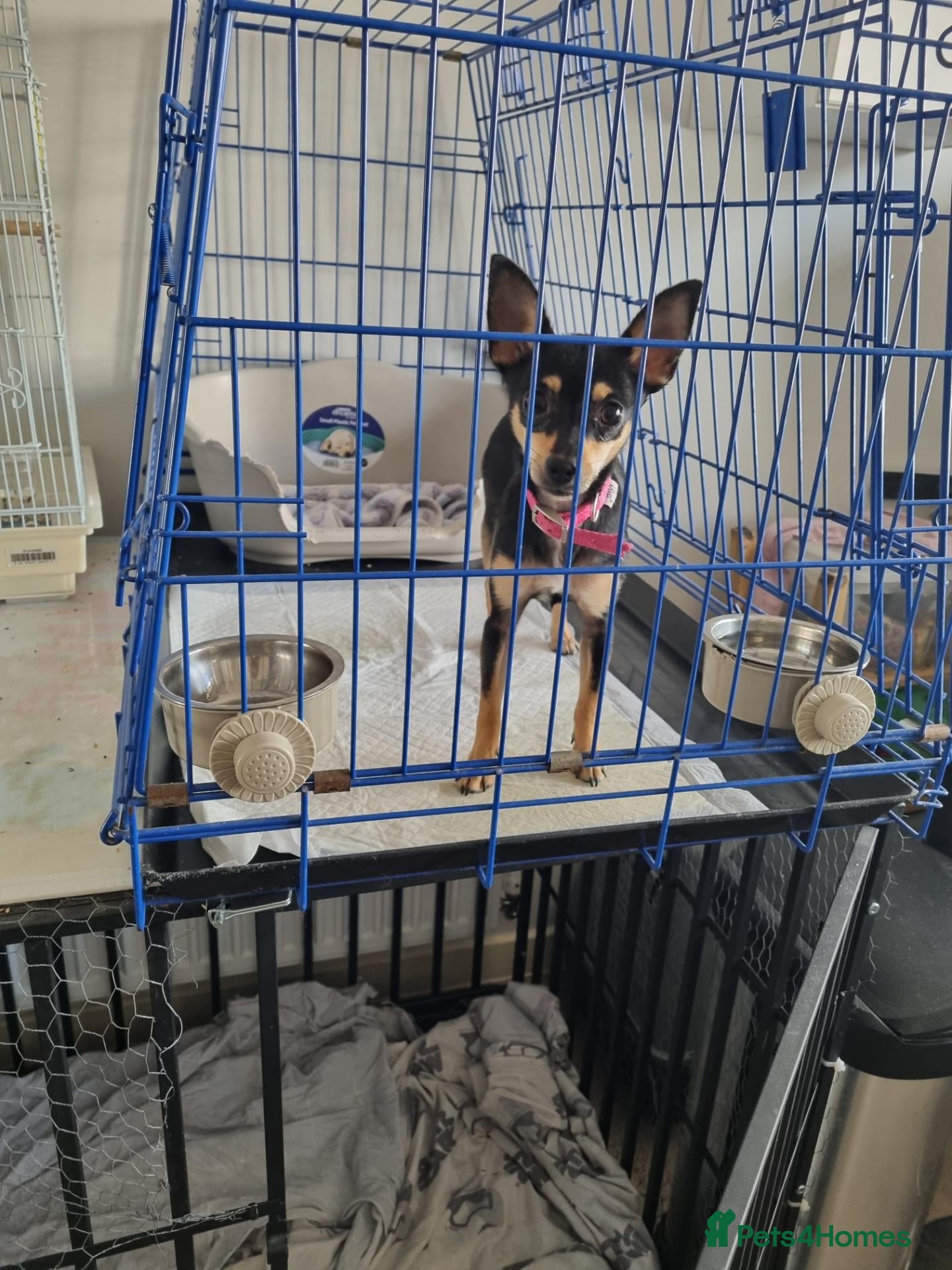 Jack Chi dogs for sale: Chihuahua x jack Russell  - Advert 23