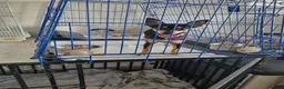 Jack Chi dogs for sale: Chihuahua x jack Russell  - Advert 1