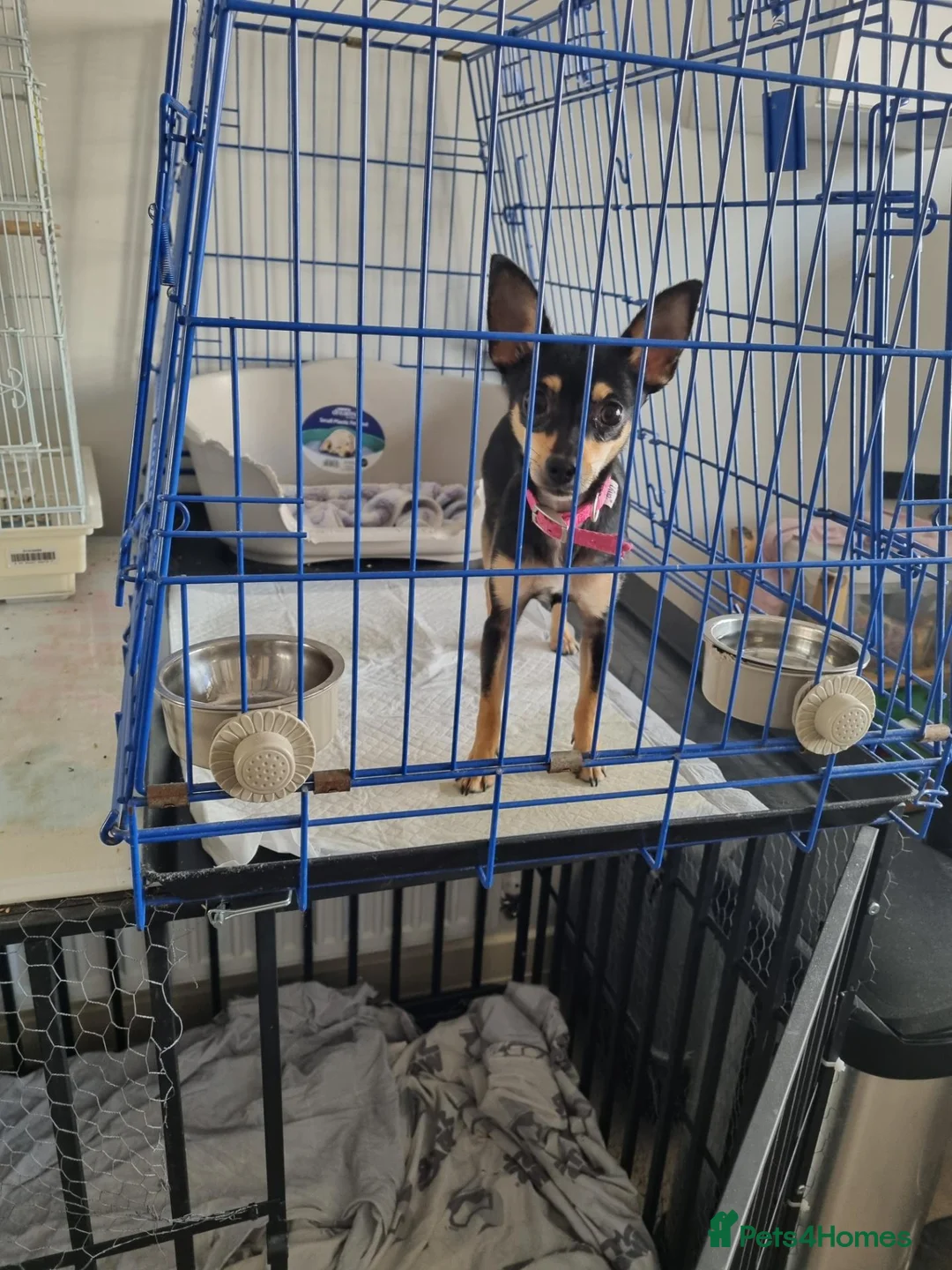Jack Chi dogs for sale: Chihuahua x jack Russell  - Advert 1
