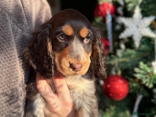 Cocker Spaniel dogs Show Cocker Spaniel KC Registered - Advert 2