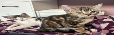Domestic Shorthair 3