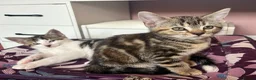 Domestic Shorthair cats for sale: Beautiful Kittens - Advert 4
