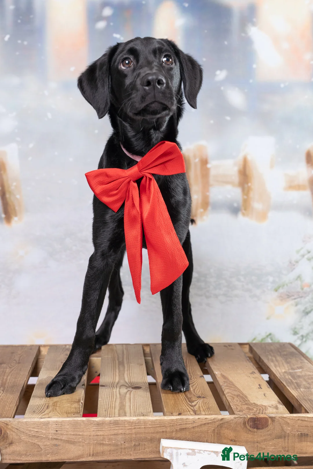 Labrador Retriever dogs for sale: 7-Month-Old KC Registered Labrador Retriever: Maia - Advert 2