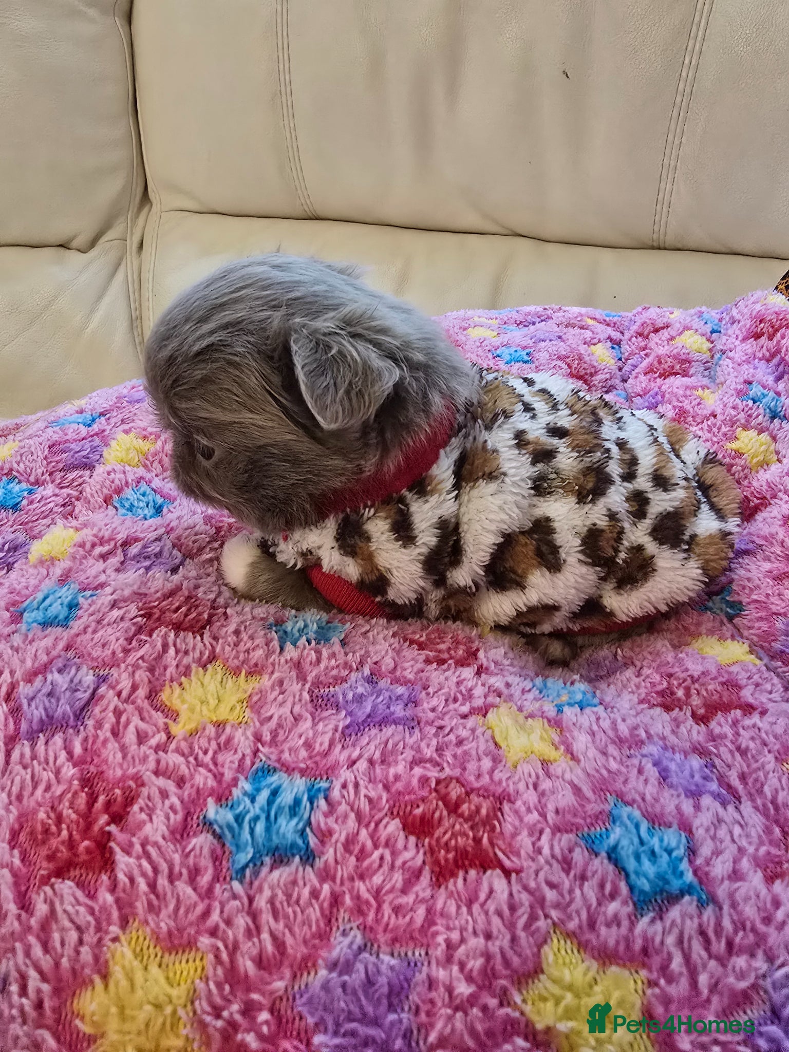 Chihuahua dogs for sale: Xx stunning kc chihuahua longcoat puppies Xx - Advert 6