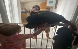 Rottweiler dogs for sale: Rottweiler boy dog approx 1 and half years old - Image 3