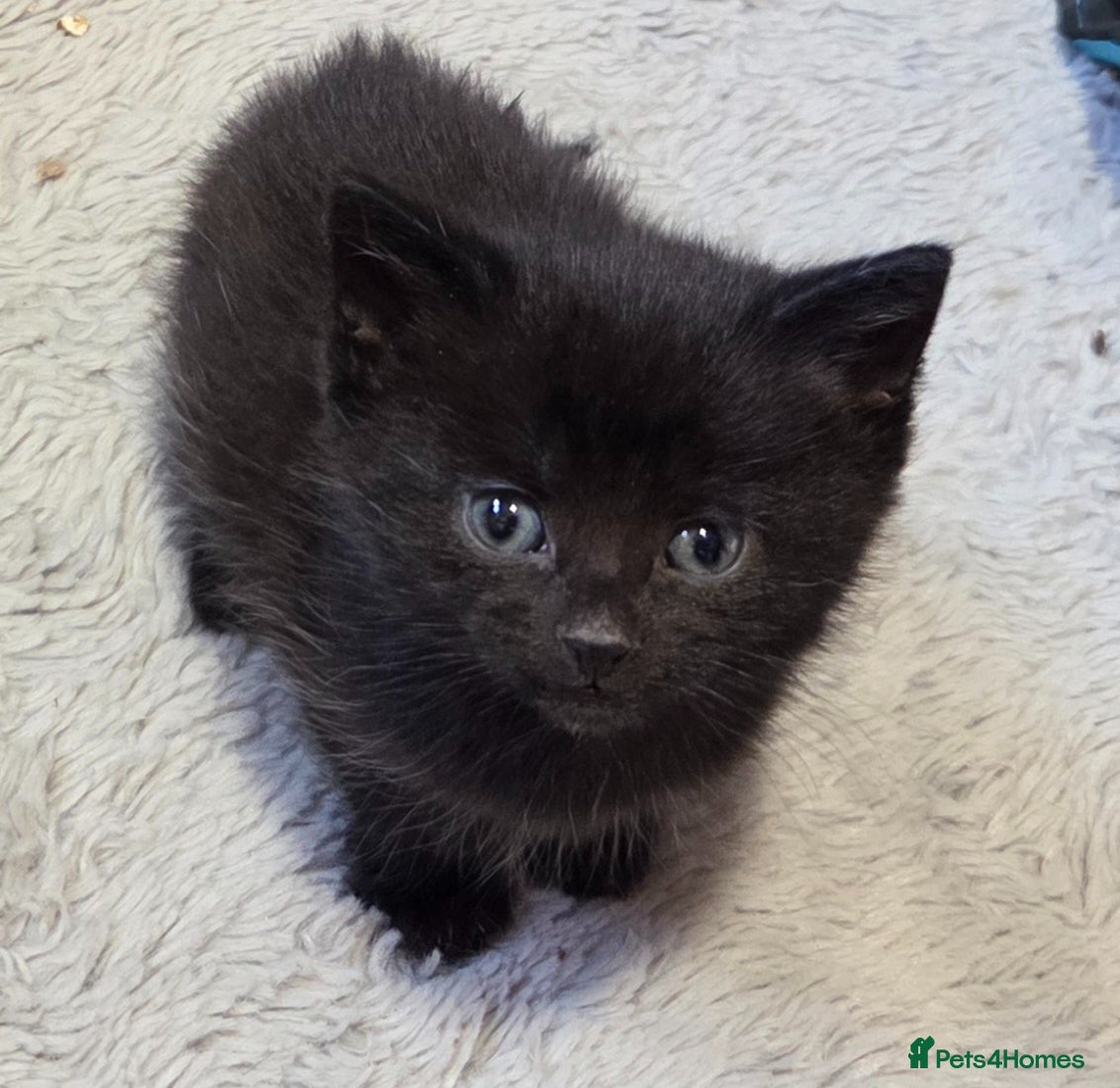 Mixed Breed cats Beautiful fluffy male kitten  - Advert 1