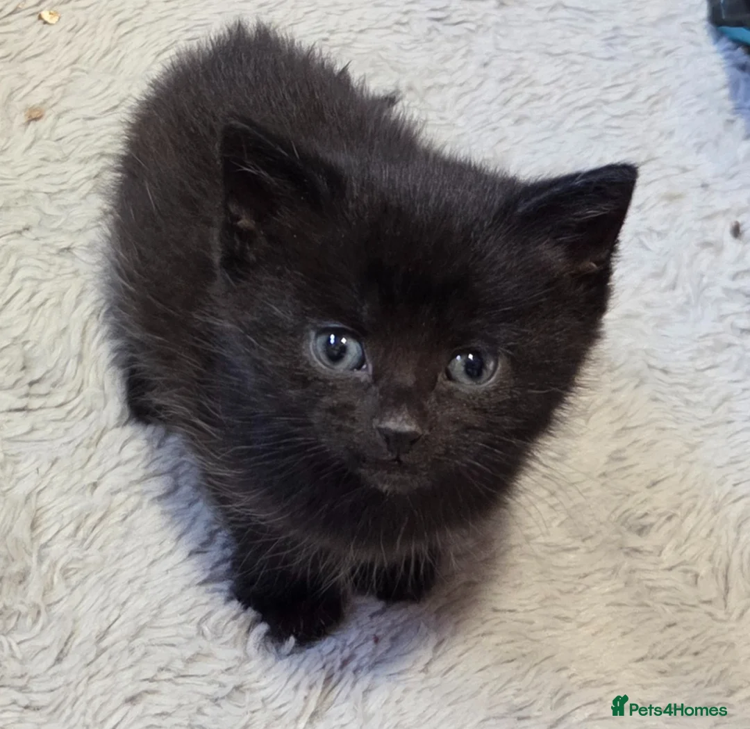 Mixed Breed cats for sale: Beautiful fluffy male kitten  - Advert 1