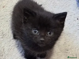 Mixed Breed cats Beautiful fluffy male kitten - Advert 1