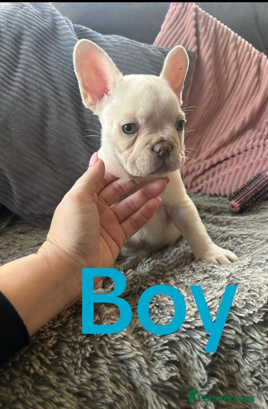 French Bulldog dogs for sale: DWKC registered French bulldog puppies  - Image 3