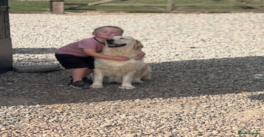 Golden Retriever dogs - Advert 3