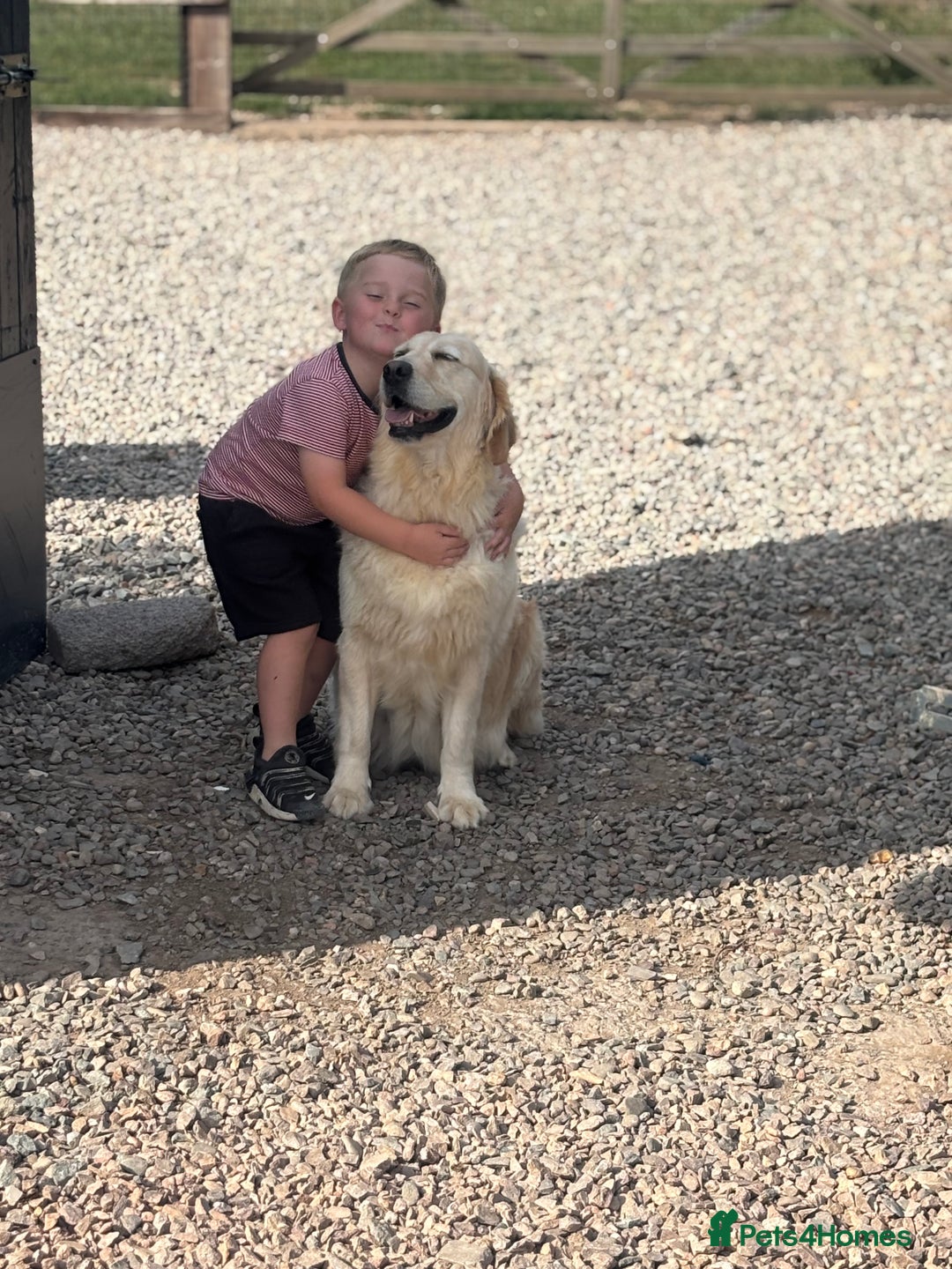 Golden Retriever dogs for sale: One in a million KC Golden Retriever H/Tested!!  - Image 2