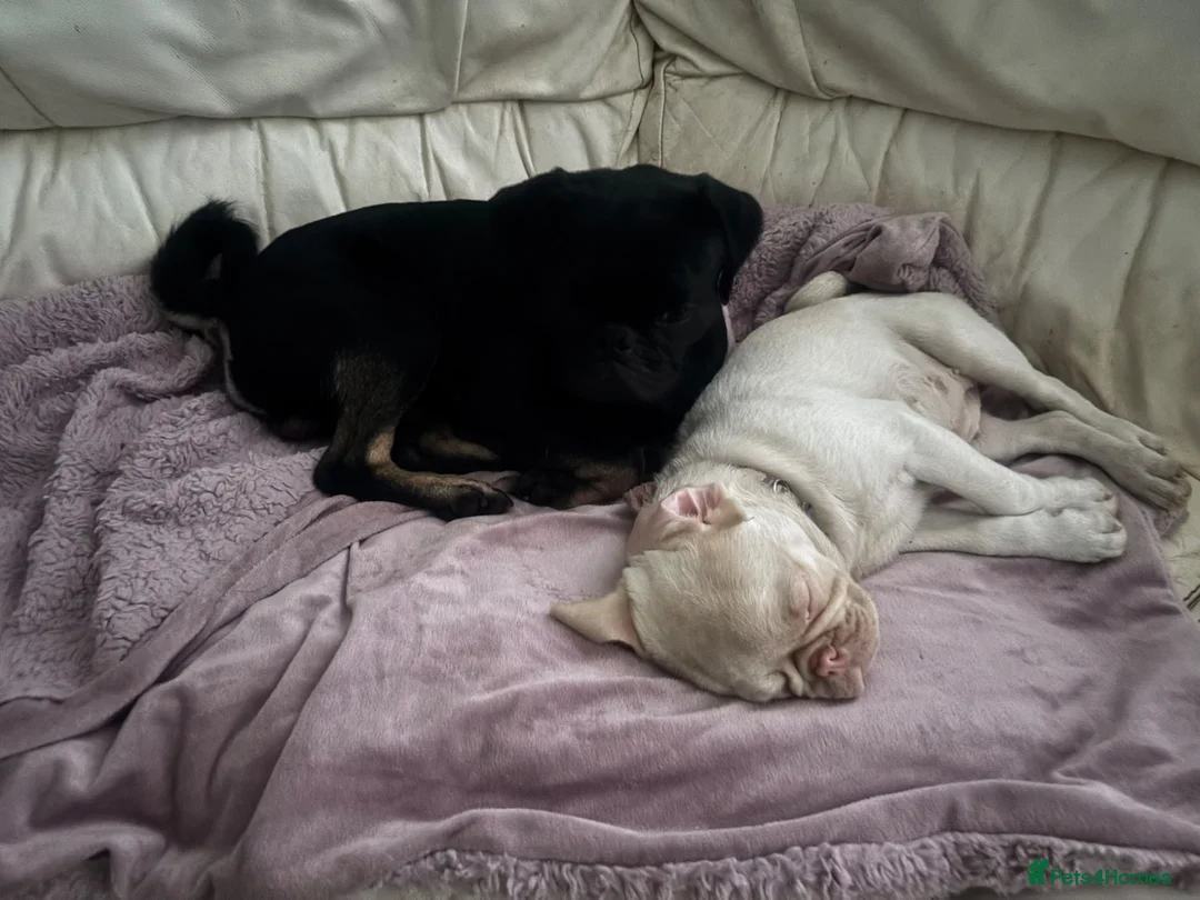 Pug dogs for stud: Stunning proven pug stud black with tan paws  - Advert 2