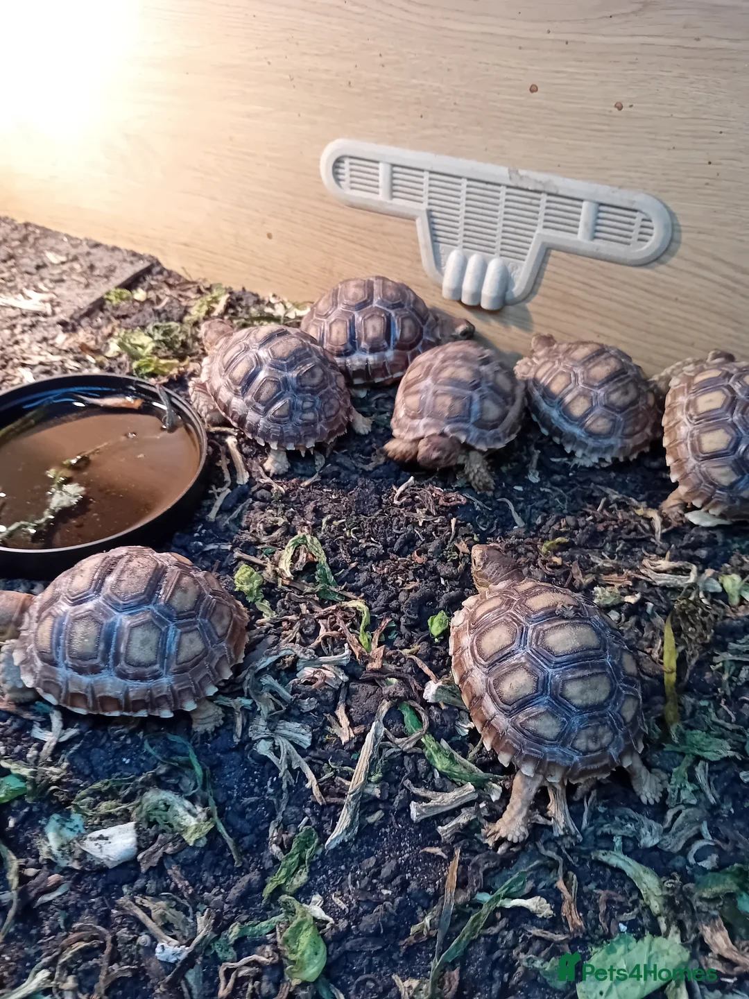 Tortoise reptiles for sale: BABY Solcata Tortoises For Sale - Advert 1
