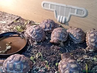Tortoise reptiles BABY Solcata Tortoises For Sale - Advert 3