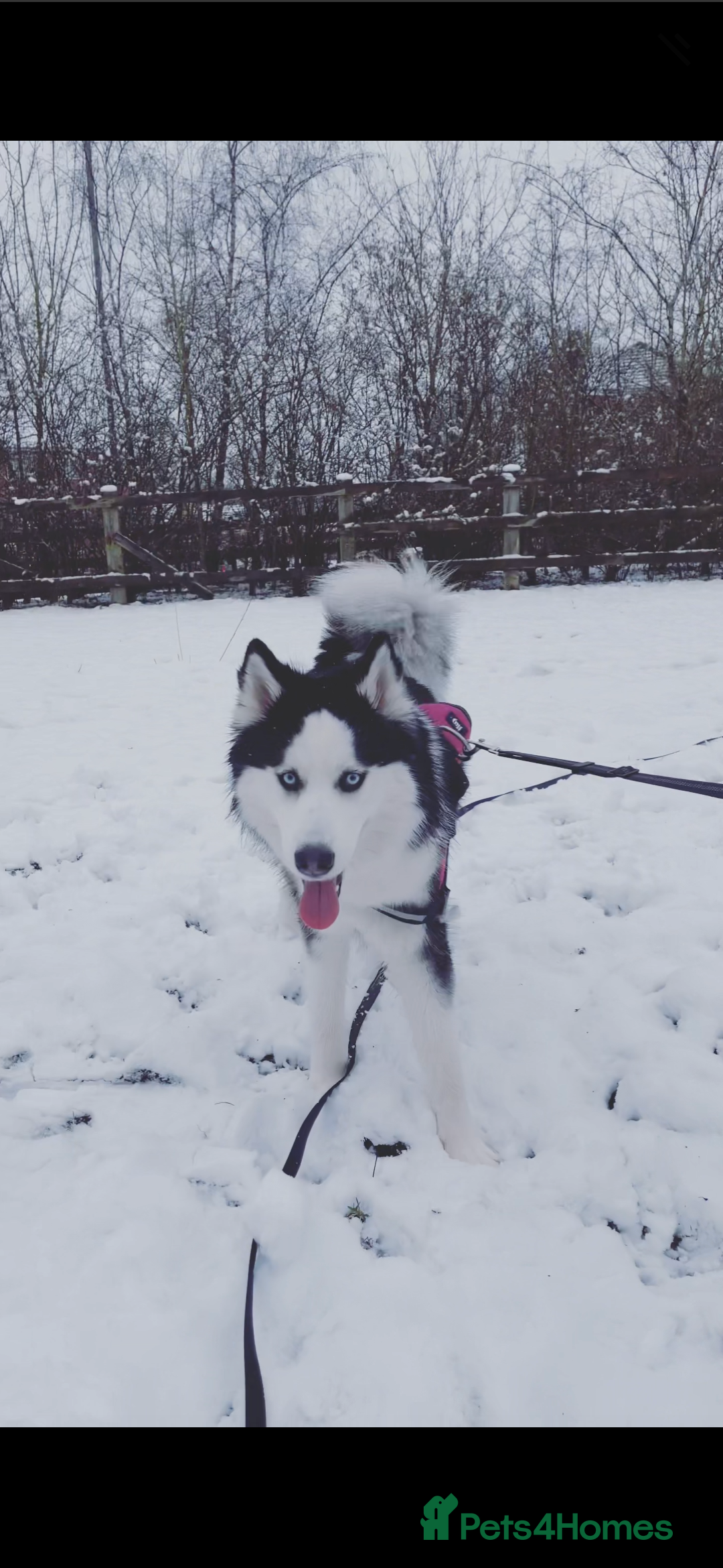 Siberian Husky dogs for sale: 4 year old Luna - Advert 6